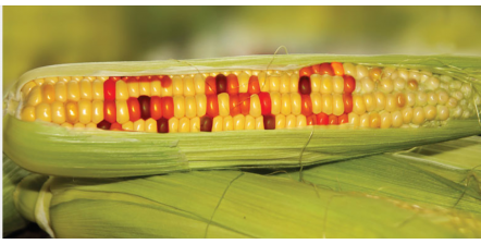 GMO Crops and their link to Autoimmunity